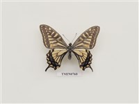 藏品(柑橘鳳蝶)的圖片